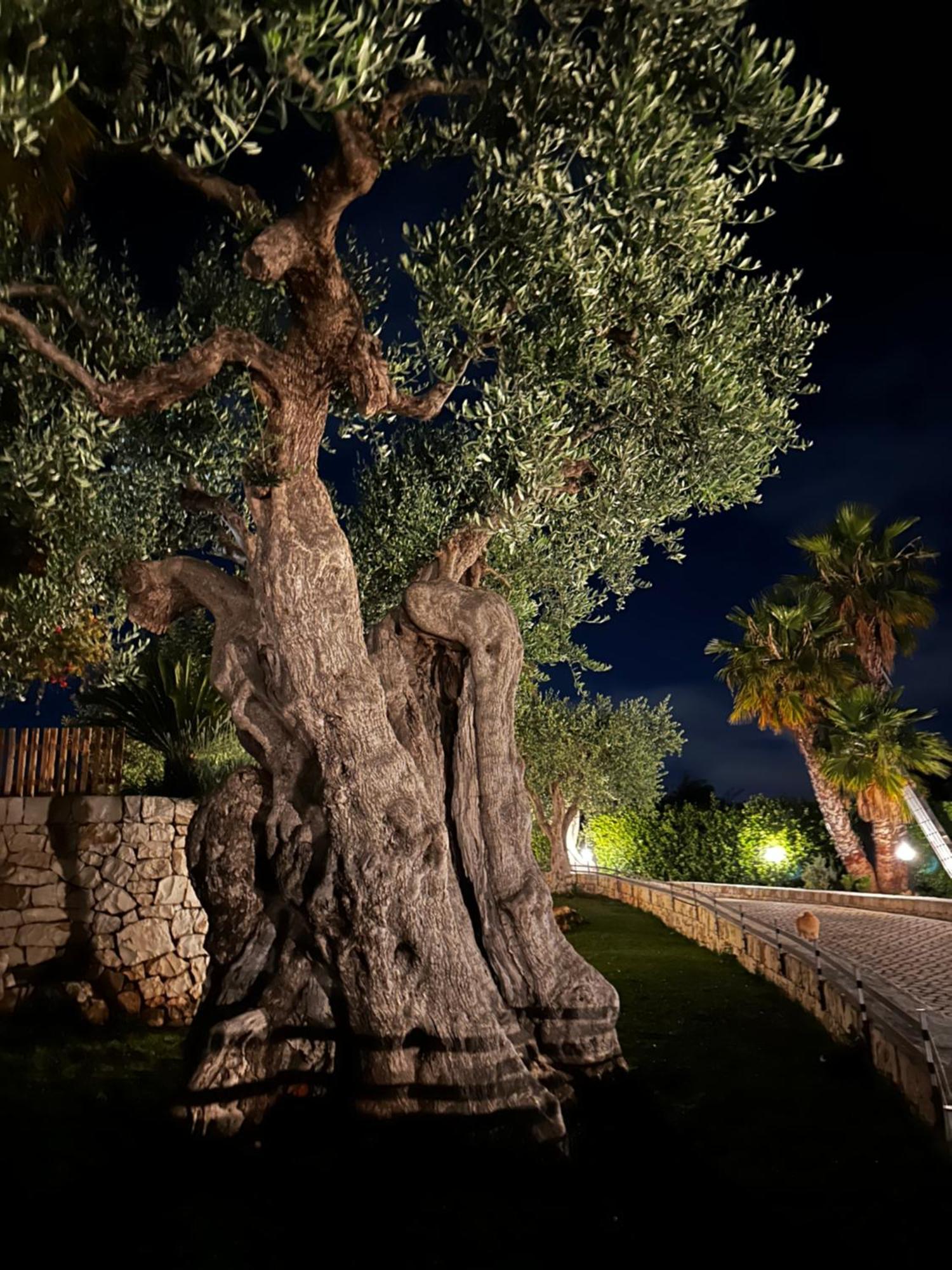 Alla Villa Di Angelo Monopoli Eksteriør billede